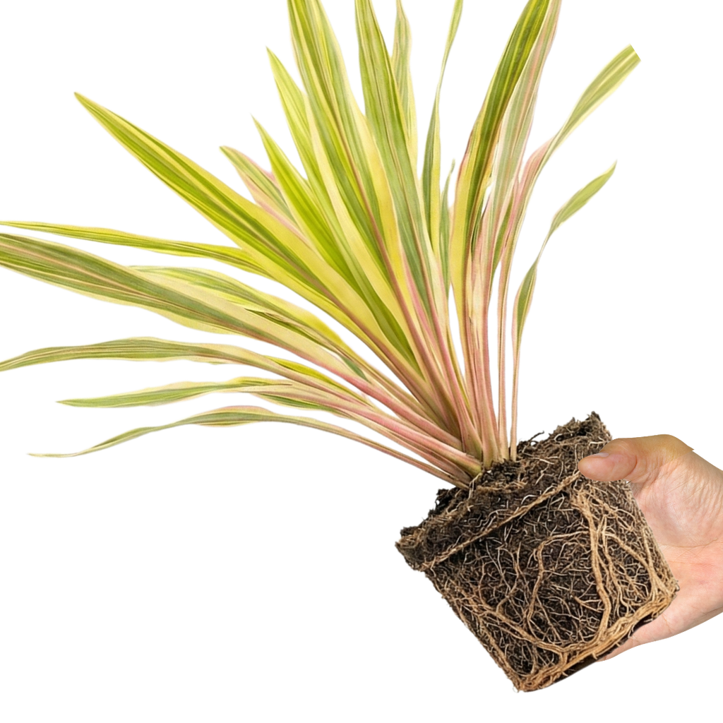 Cordyline ‘Lime Passion’ — Hardy Perennial, 3L Pot