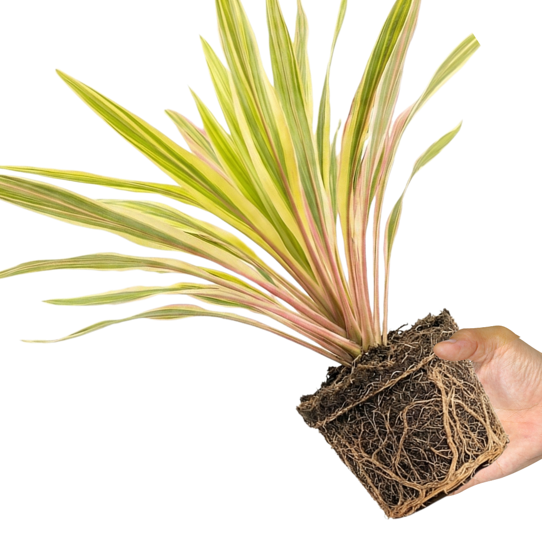 Cordyline ‘Lime Passion’ — Hardy Perennial, 3L Pot