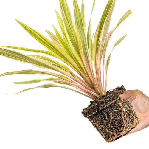 Cordyline ‘Lime Passion’ — Hardy Perennial, 3L Pot