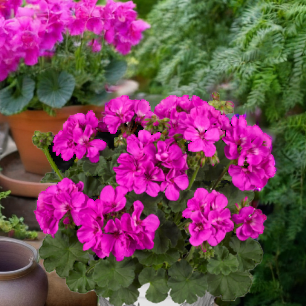 Pelargonium ‘Evi Blue’ — Tender Perennial (grown as bedding), Bee-Friendly, 1L Pot (Set of 3 or 6)