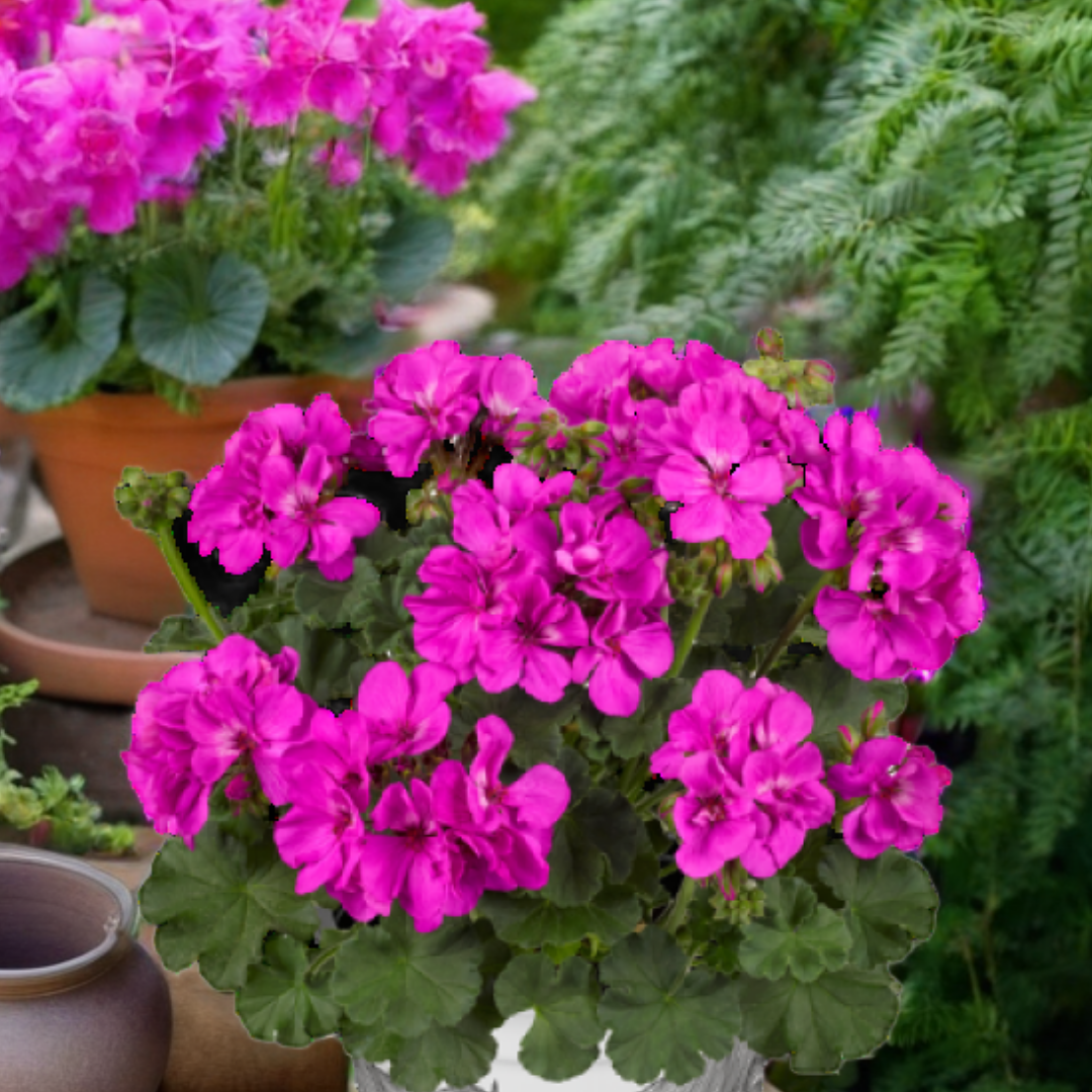 Pelargonium ‘Evi Blue’ — Tender Perennial (grown as bedding), Bee-Friendly, 1L Pot (Set of 3 or 6)