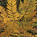 Alpine ‘Wood’ — Hardy Perennial, 2L Pot