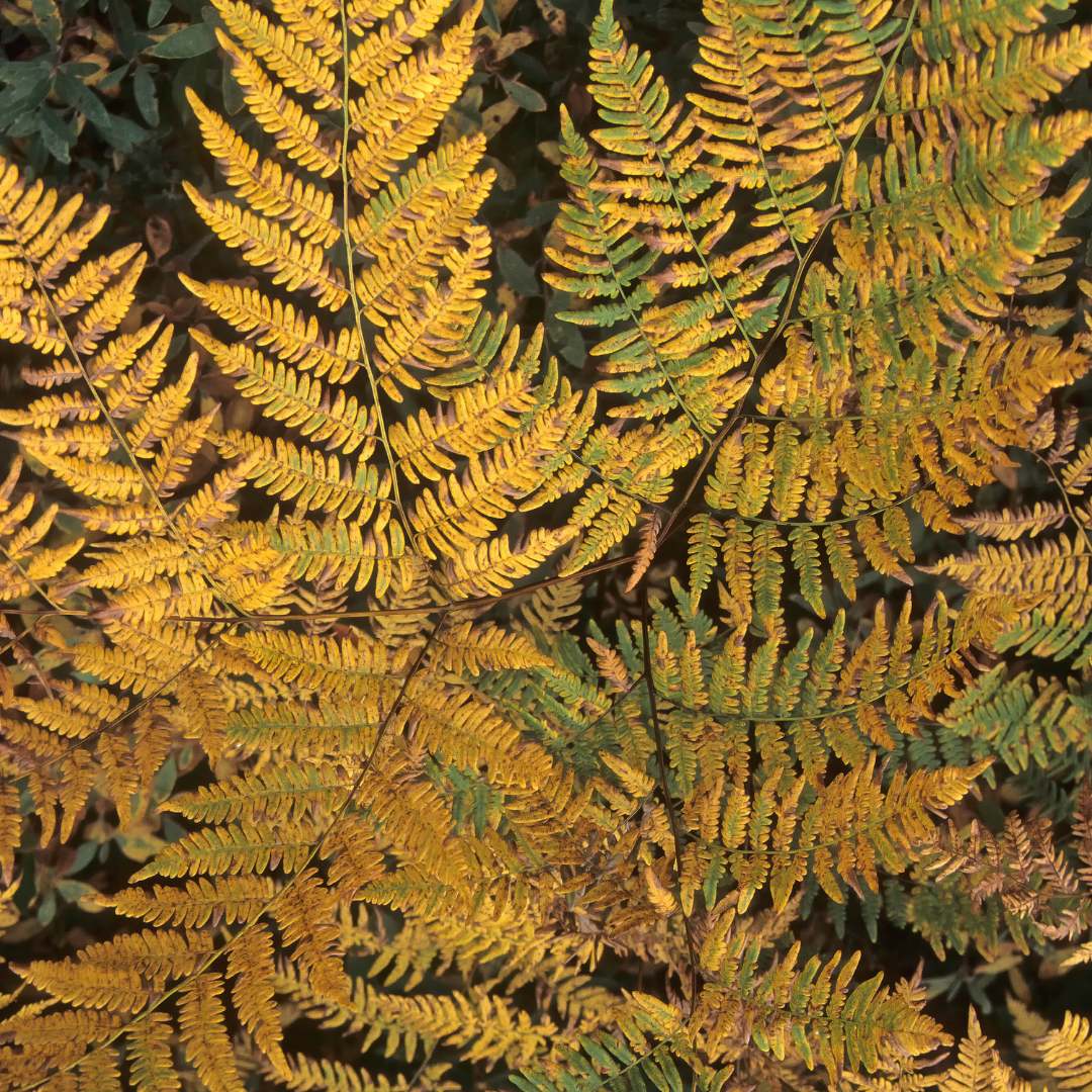 Alpine ‘Wood’ — Hardy Perennial, 2L Pot