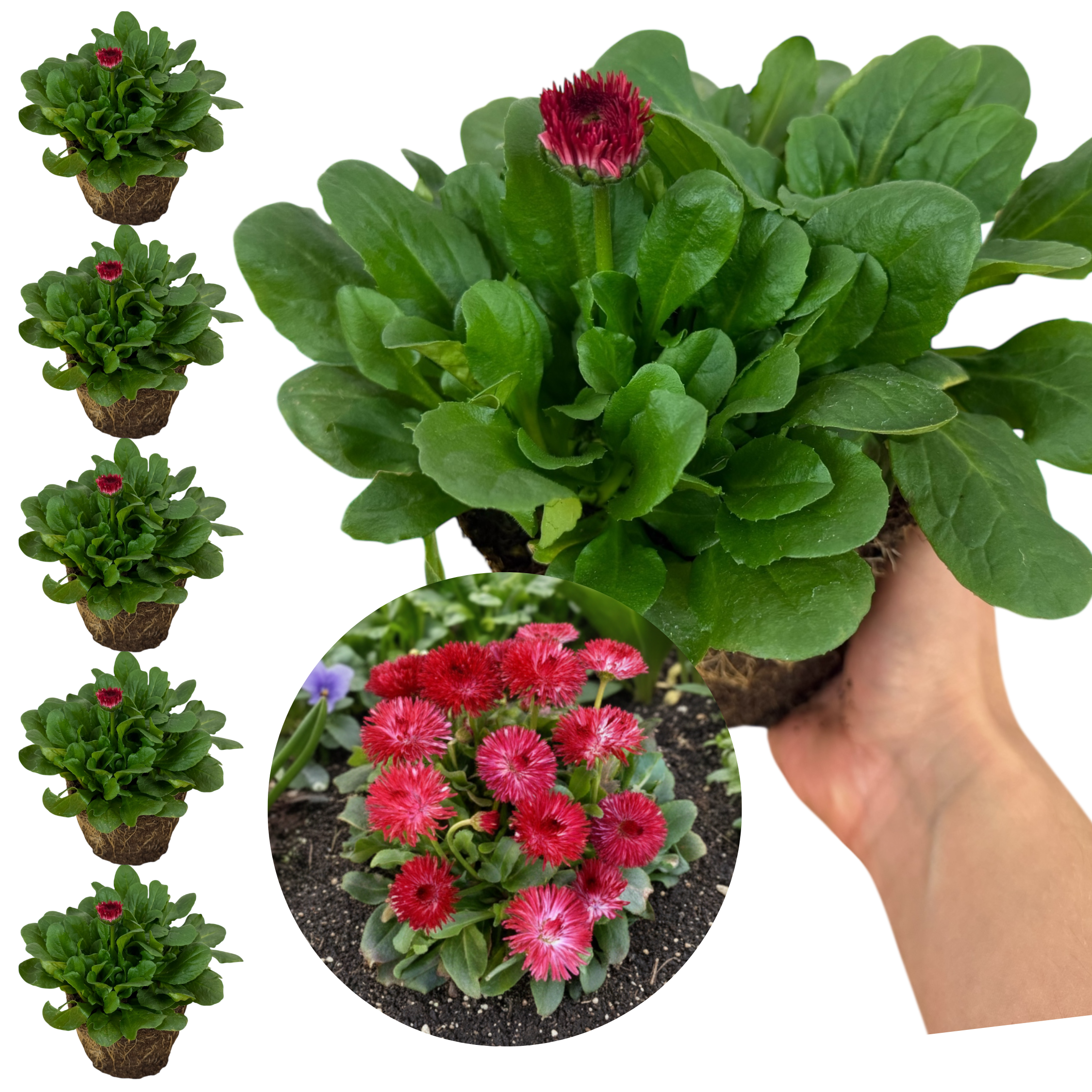 Bellis ‘Habanera Red’ — Hardy Perennial, 1L Pot