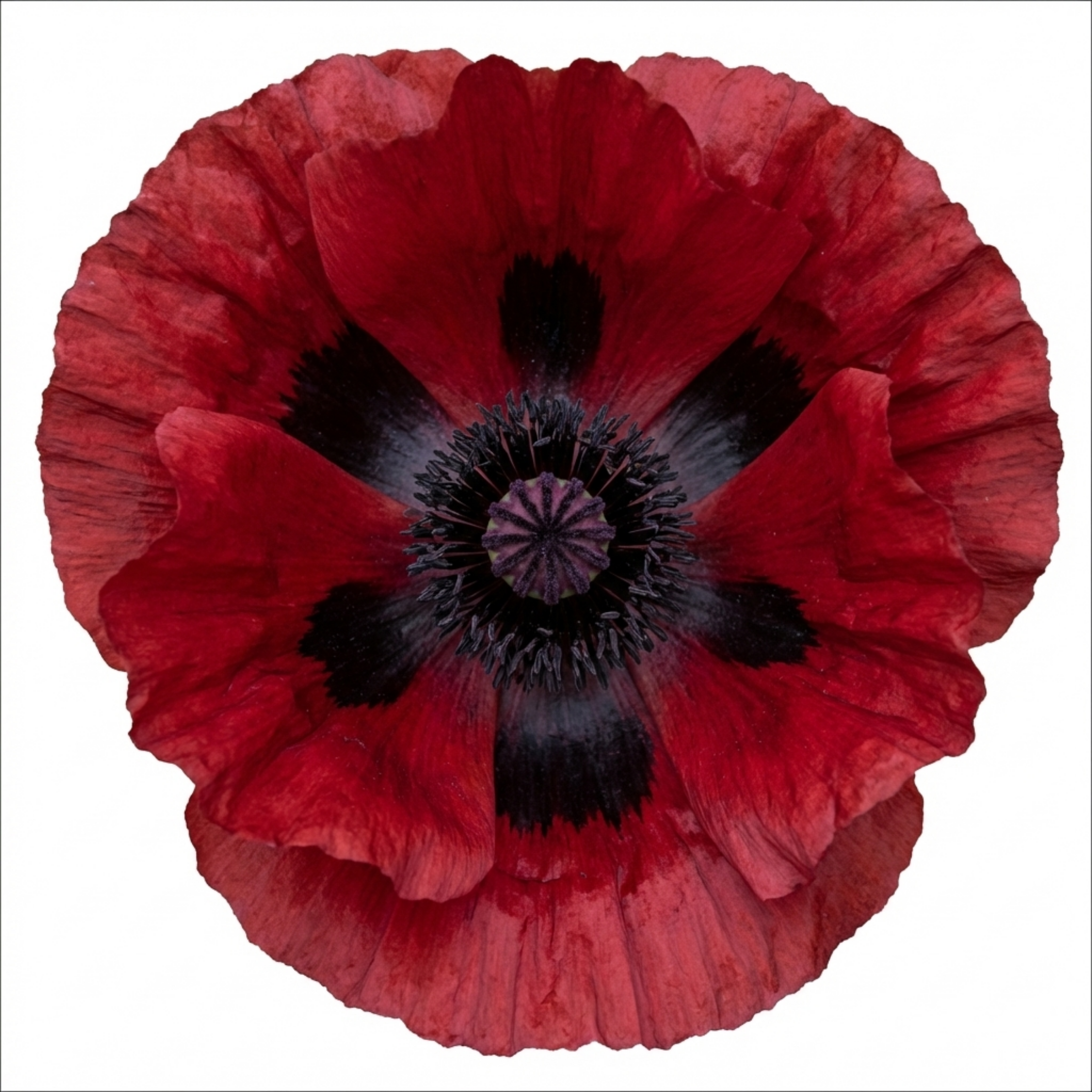 Papaver ‘Orientale Beauty of Livermere’ — Hardy Perennial, Bee-Friendly, 1L Pot (Set of 3 or 6)