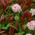 Viburnum ‘Lisarose’ — Hardy Shrub, 3L Pot