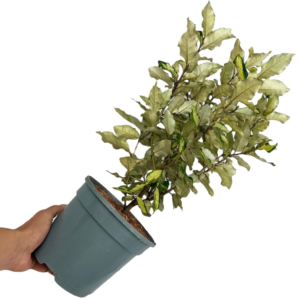 Elaeagnus ‘Ebbingei Maryline’ — Hardy Perennial, 3L Pot