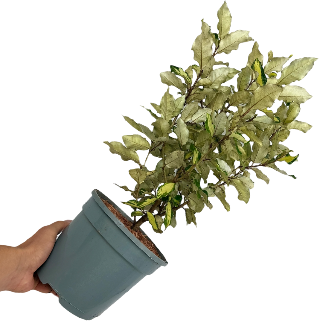 Elaeagnus ‘Ebbingei Maryline’ — Hardy Perennial, 3L Pot