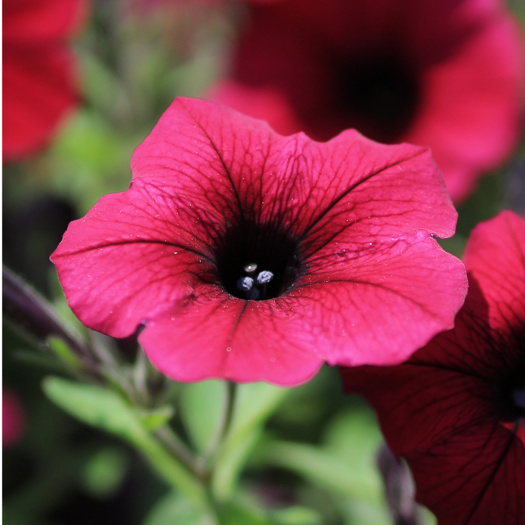 Petunia ‘Surfinia Deep Red’ — Hardy Perennial, 10.5cm Pot (Set of 3 or 6)