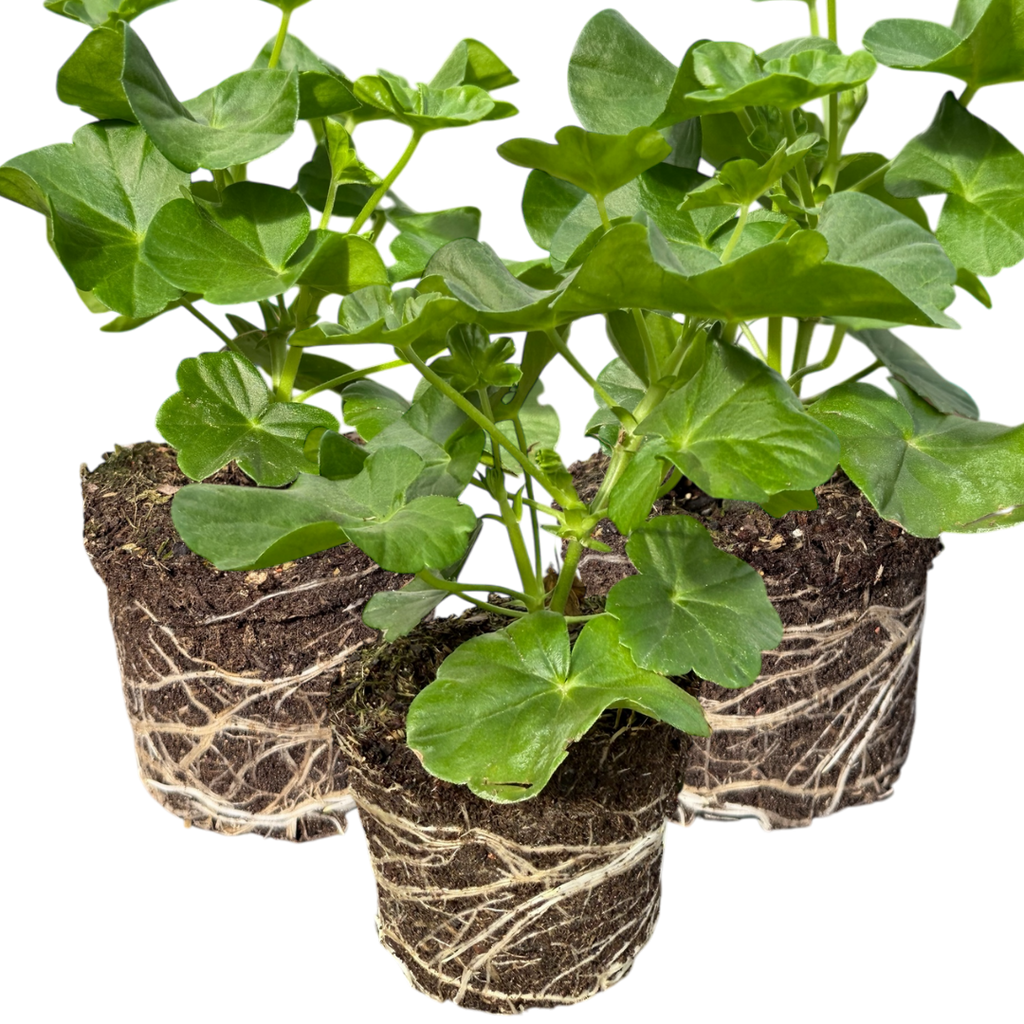 Geranium ‘Sunflair Ruben’ — Hardy Perennial, 10.5cm Pot