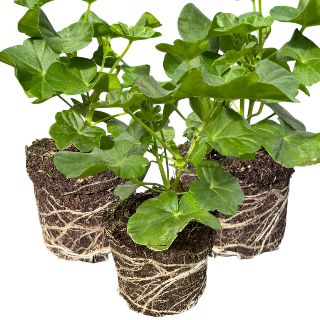 Geranium ‘Sunflair Ruben’ — Hardy Perennial, 10.5cm Pot
