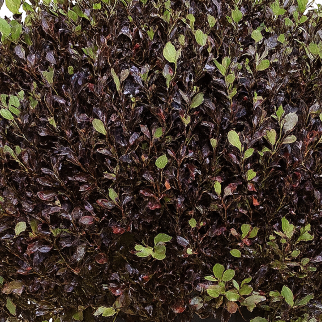 Pittosporum ‘Tom Thumb’ — Hardy Shrub, 3L Pot