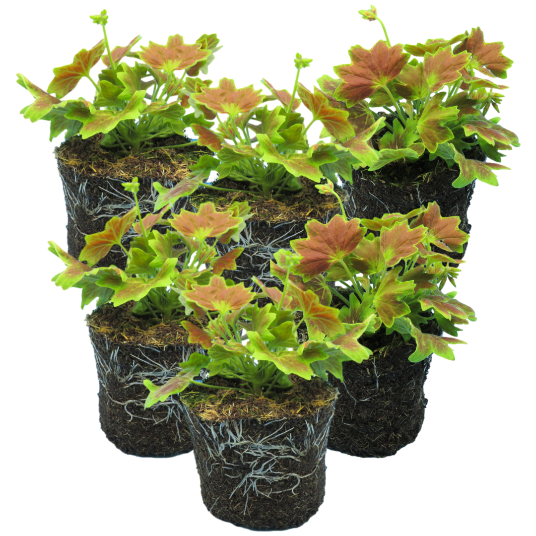 Pelargonium ‘Lotusland’ — Tender Perennial (grown as bedding), Bee-Friendly, 1L Pot (Set of 3 or 6)