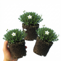 Arenaria ‘Ronda’ — Evergreen Alpine Perennial, 1L Pot (Set of 3 or 6)