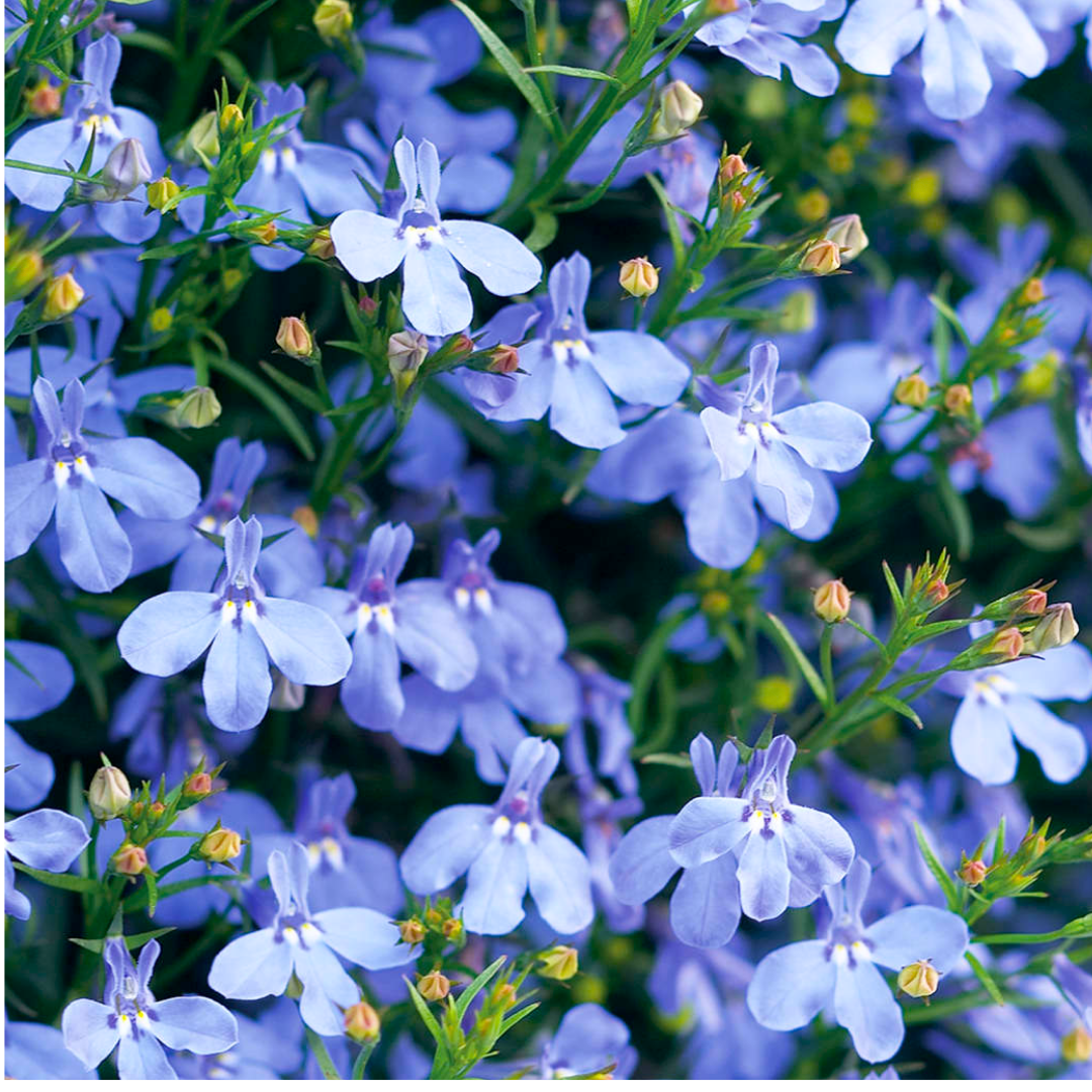 Lobelia ‘Sweet Springs Blue’ — Half-hardy Annual, 10.5cm Pot (Set of 3 or 6)