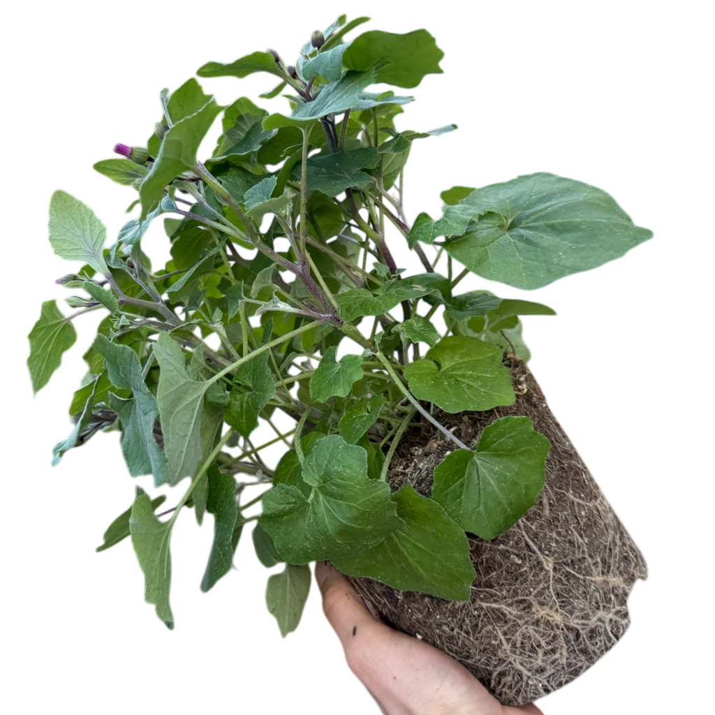 Senetti 'Pink Bicolour' — Bedding Plant, Bee-Friendly, 2L Pot