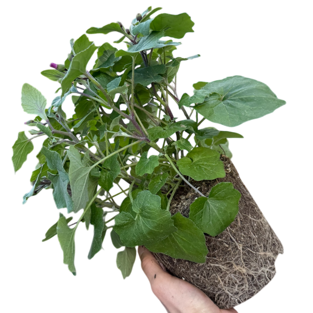 Senetti 'Pink Bicolour' — Bedding Plant, Bee-Friendly, 2L Pot