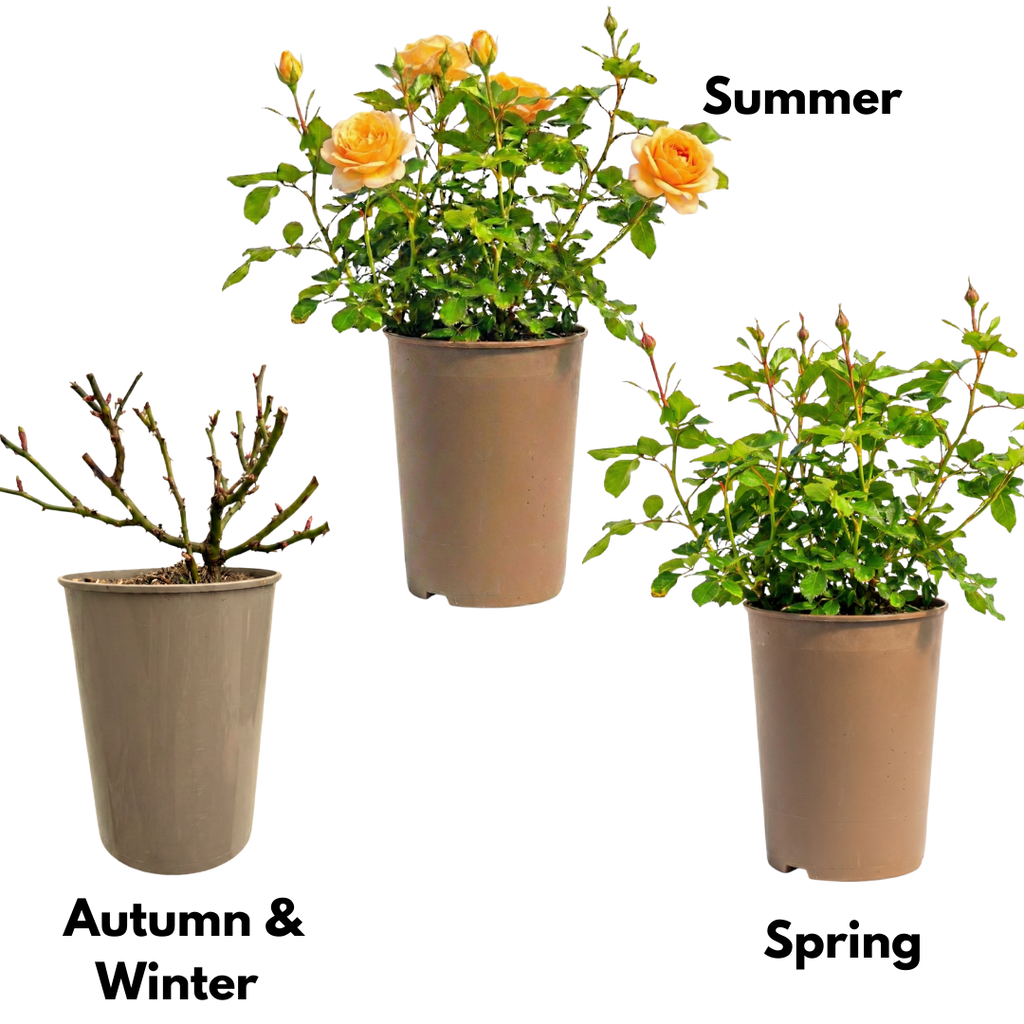 Rose 'Yellow Bush' — Deciduous Shrub, Bee-Friendly, 3L Pot