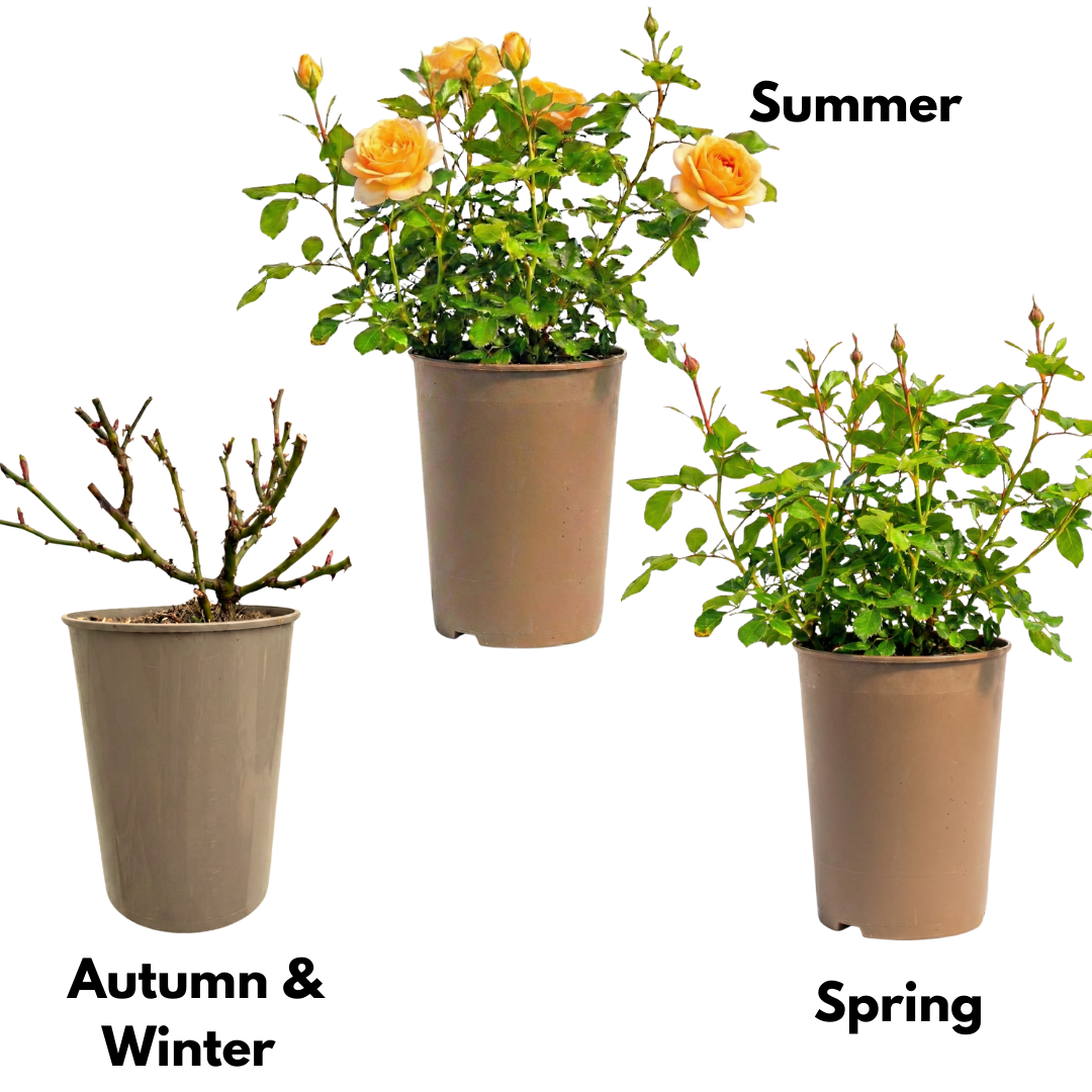 Rose 'Yellow Bush' — Deciduous Shrub, Bee-Friendly, 3L Pot