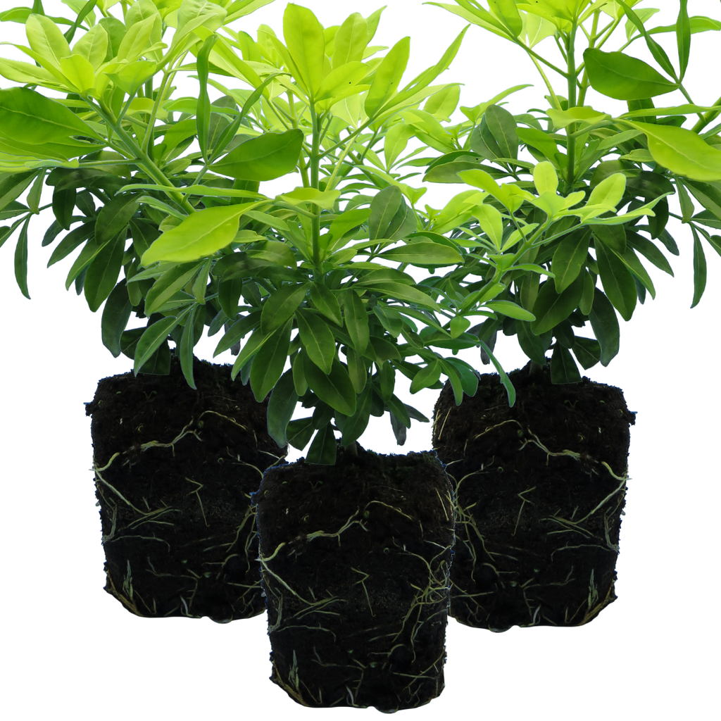 Choisya ‘Sundance’ — Evergreen Aromatic Shrub, Bee-Friendly, 1L Pot (Set of 3 or 6)