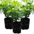 Choisya ‘Sundance’ — Evergreen Aromatic Shrub, Bee-Friendly, 1L Pot (Set of 3 or 6)