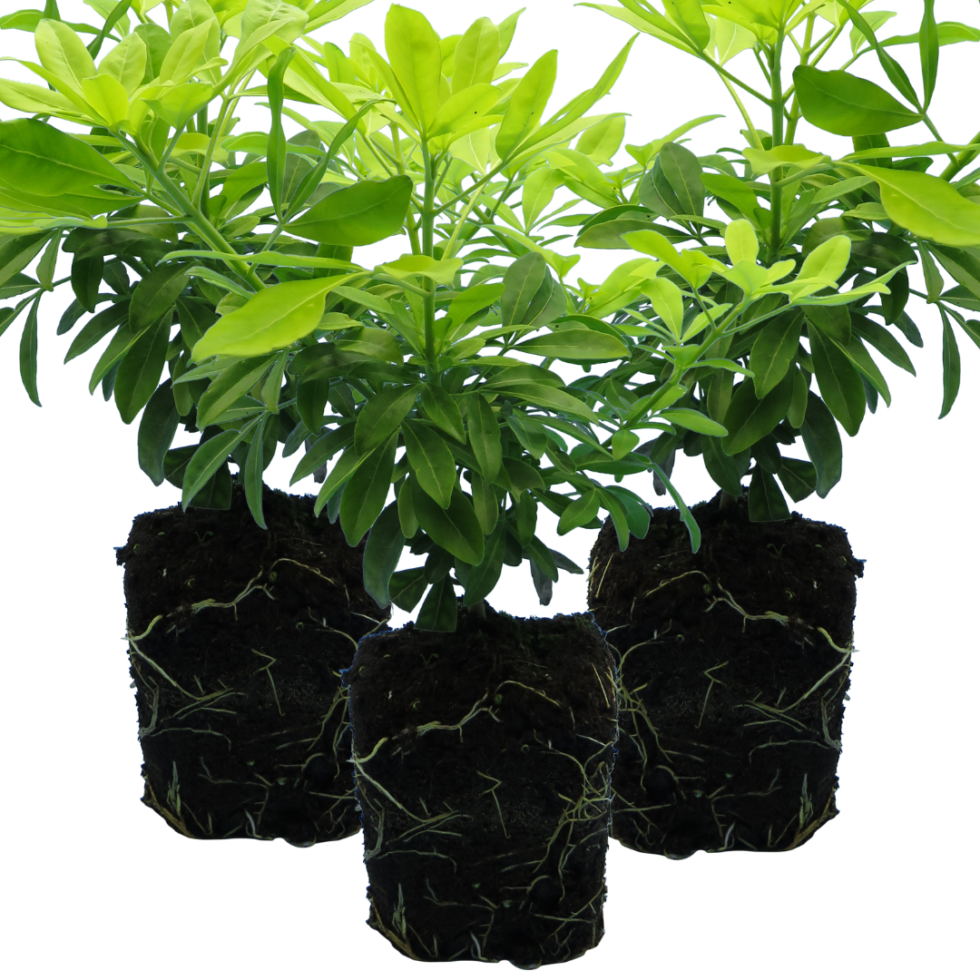 Choisya ‘Sundance’ — Evergreen Aromatic Shrub, Bee-Friendly, 1L Pot (Set of 3 or 6)