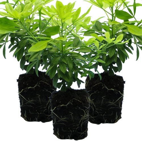 Choisya ‘Sundance’ — Evergreen Aromatic Shrub, Bee-Friendly, 1L Pot (Set of 3 or 6)
