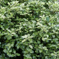 Pittosporum ‘Pom Pom’ — Evergreen Shrub, 3L Pot