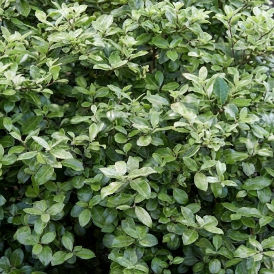 Pittosporum ‘Pom Pom’ — Evergreen Shrub, 3L Pot