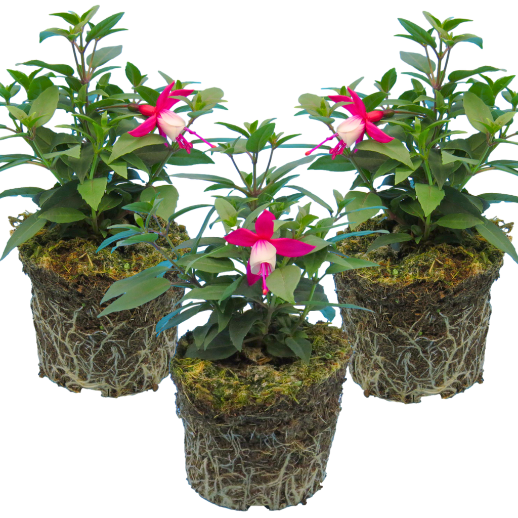 Fuchsia ‘Diva Red and White’ — Hardy Perennial, Bee-Friendly, 1L Pot