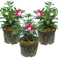Fuchsia ‘Diva Red and White’ — Hardy Perennial, Bee-Friendly, 1L Pot
