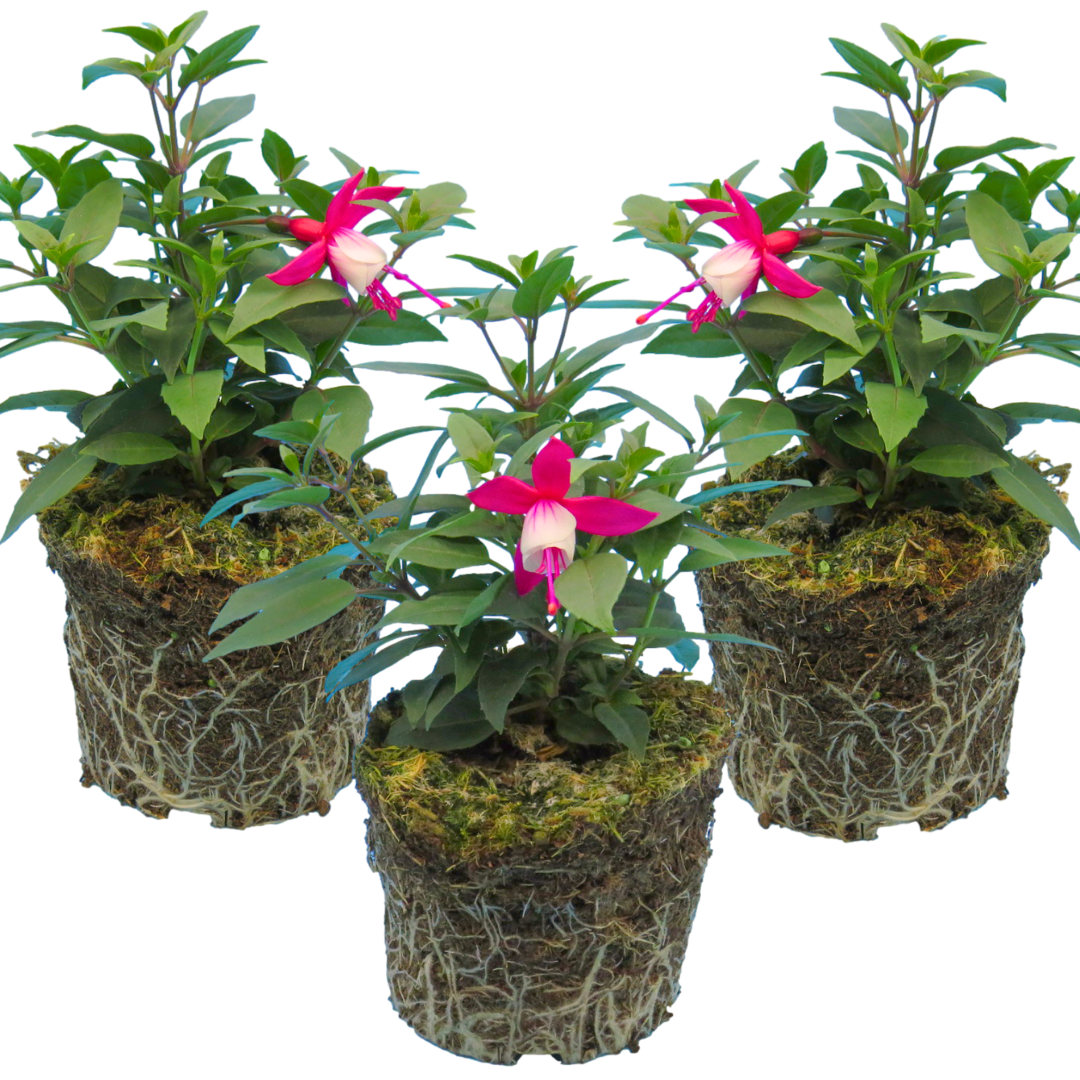 Fuchsia ‘Diva Red and White’ — Hardy Perennial, Bee-Friendly, 1L Pot