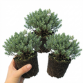 Hebe ‘Sutherlandii’ — Hardy Evergreen Shrub, Bee-Friendly, 1L Pot (Set of 3 or 6)