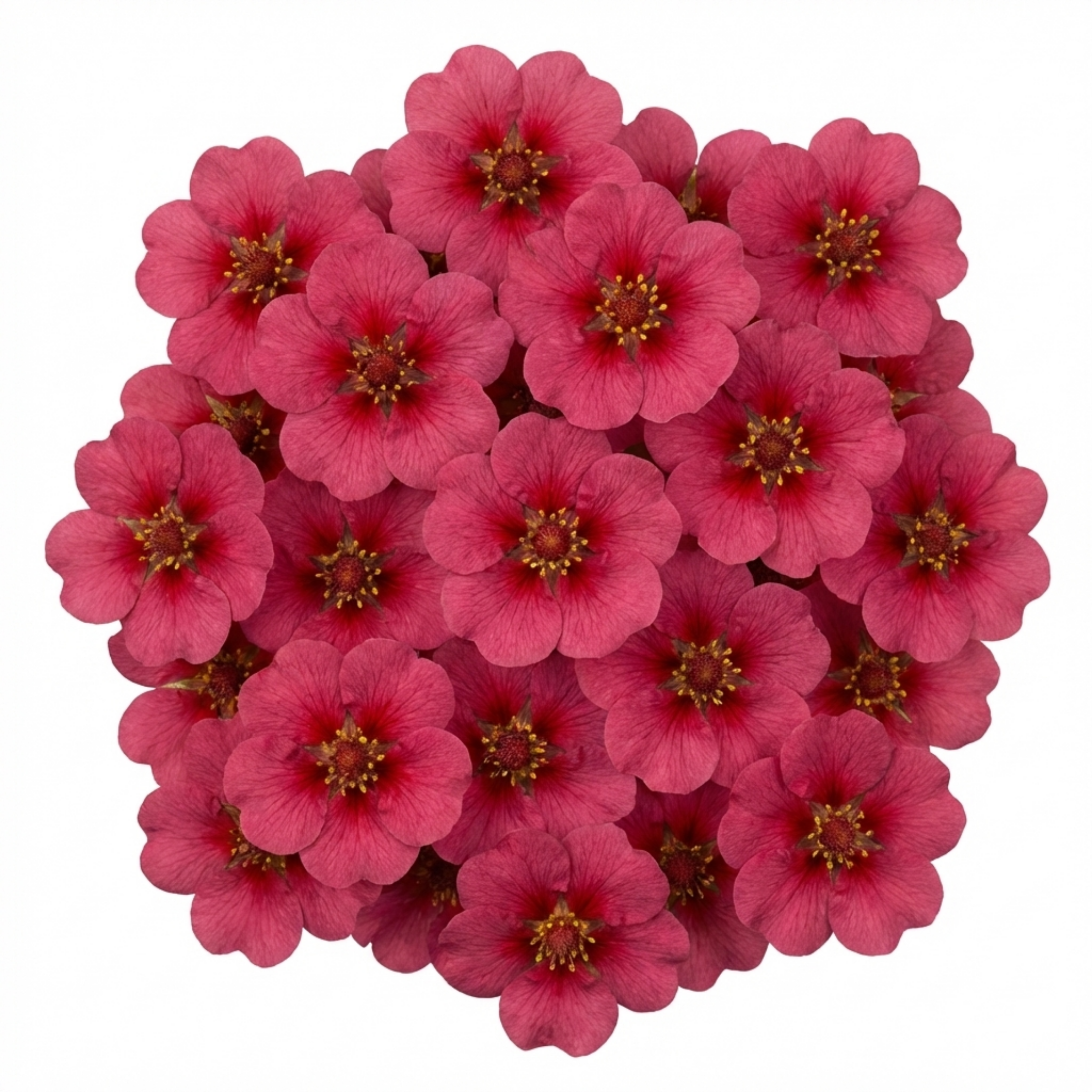 Potentilla ‘Miss Wilmott’ — Hardy Perennial, Bee-Friendly, 1L Pot (Set of 3 or 6)
