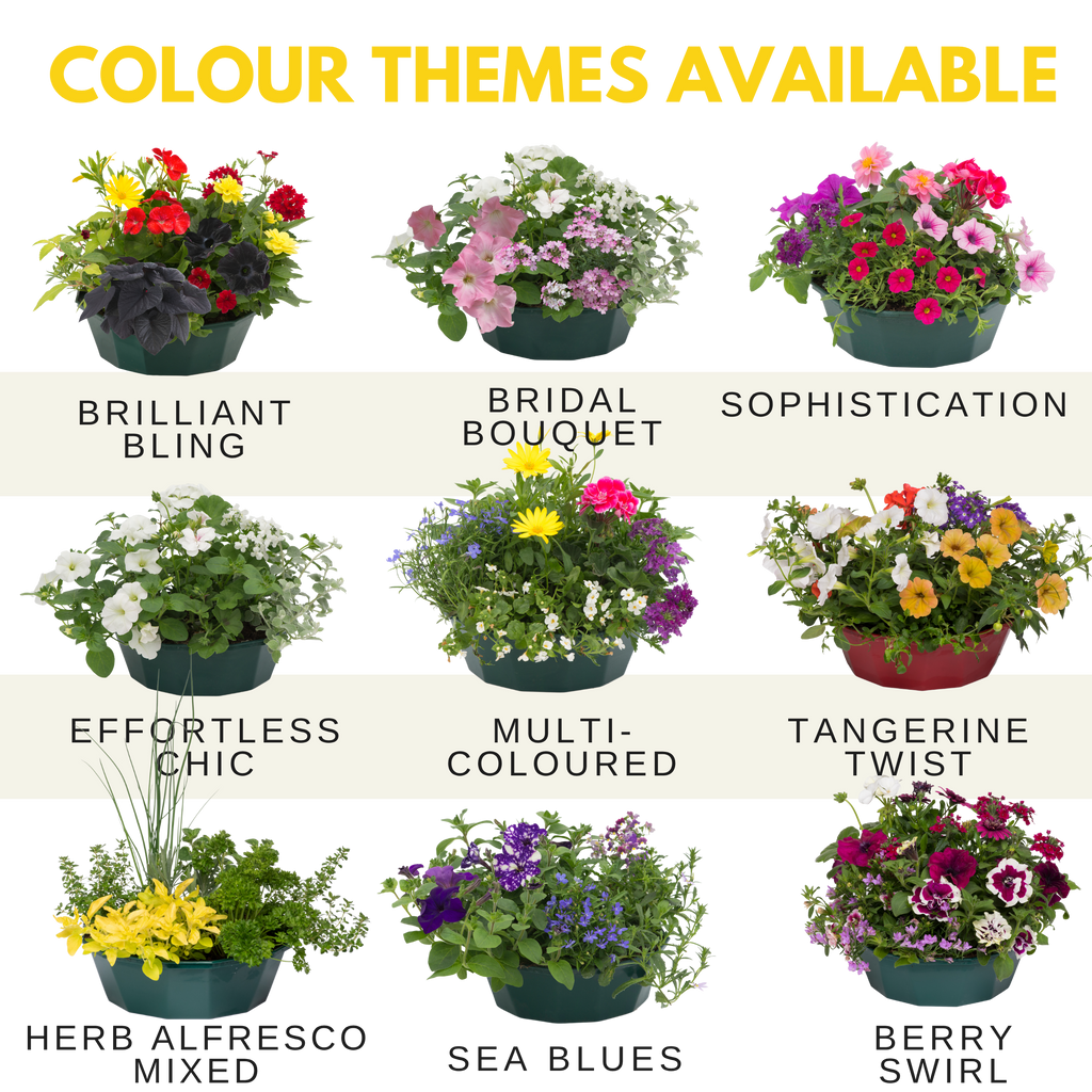 Brilliant Bling Speedplanter — Pre-Planted Mixed Annual Display, 7-Plant Set