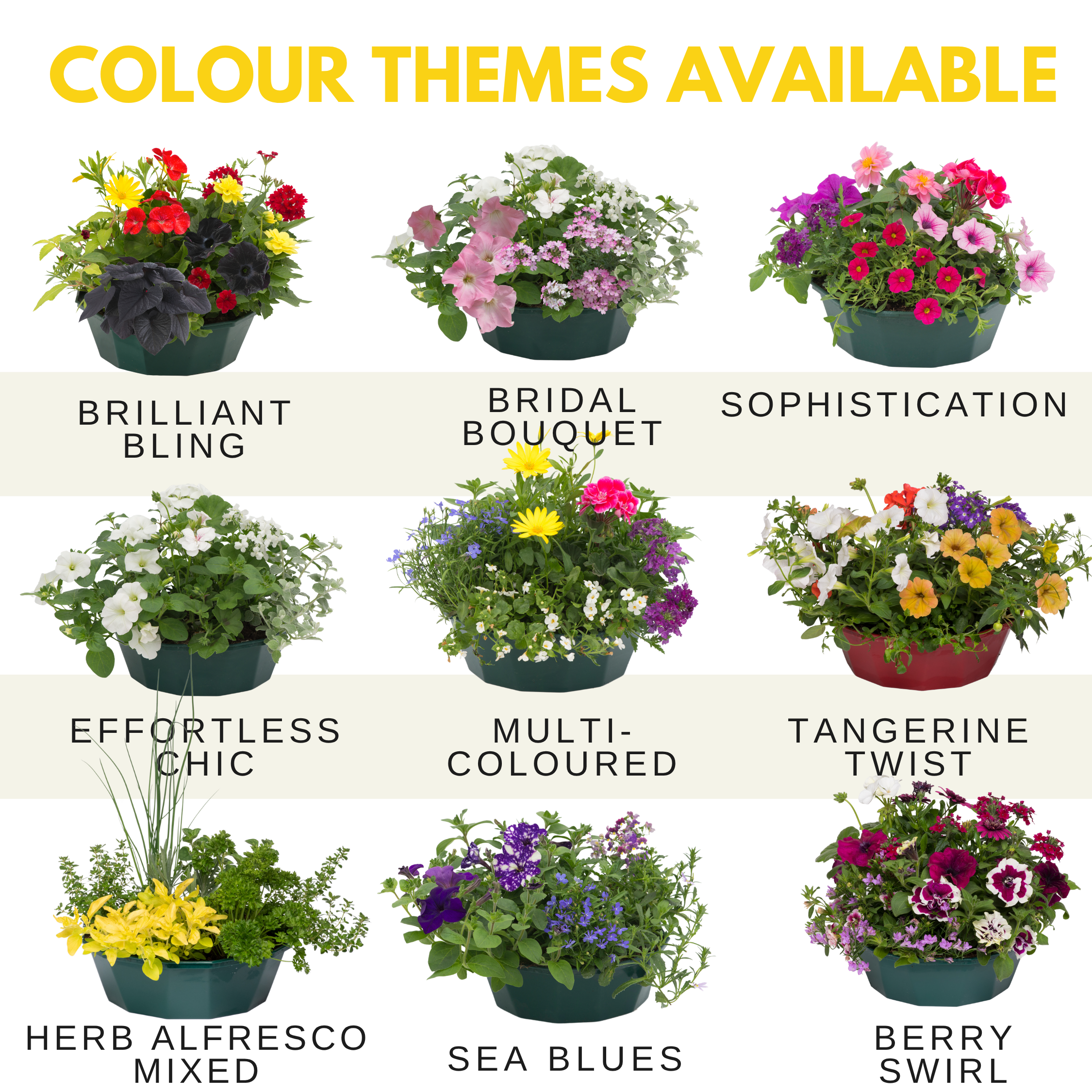 Brilliant Bling Speedplanter — Pre-Planted Mixed Annual Display, 7-Plant Set