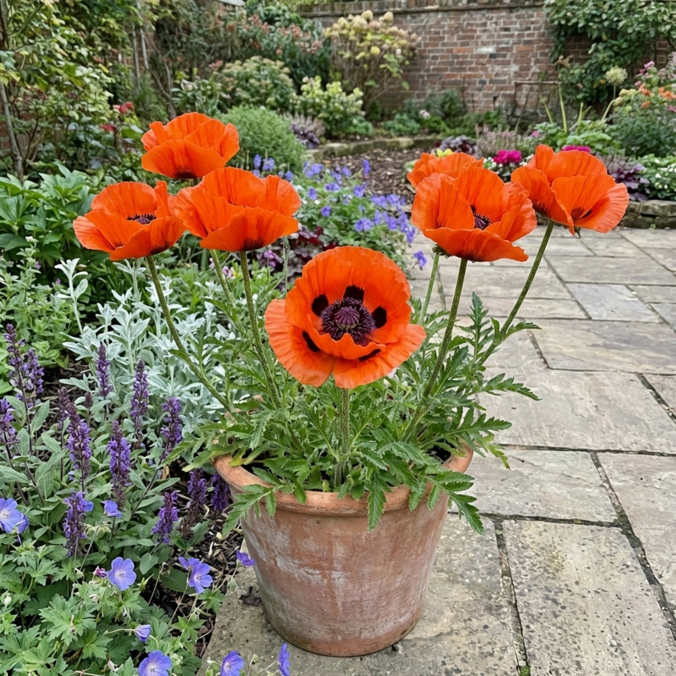 Papaver ‘Orientale Brilliant Red Poppy’ — Hardy Perennial, Bee-Friendly, 1L Pot (Set of 3 or 6)