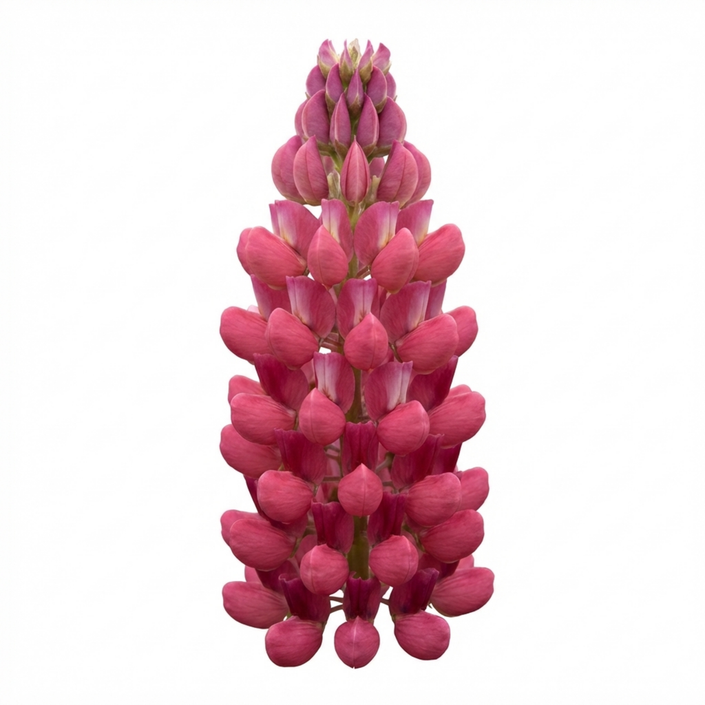 Lupin ‘Legendary Rose’ — Hardy Perennial, Bee-Friendly, 1L Pot (Set of 3 or 6)