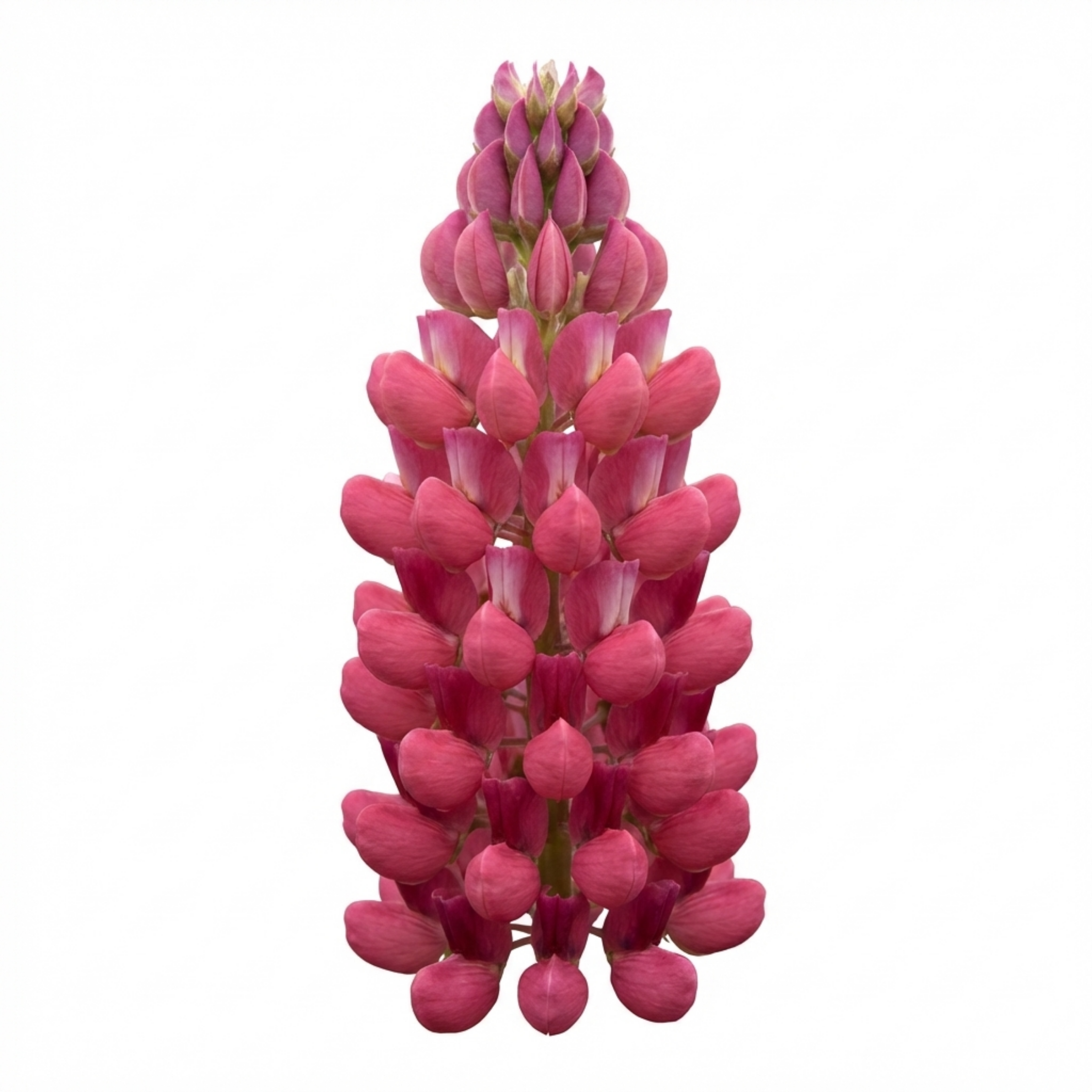 Lupin ‘Legendary Rose’ — Hardy Perennial, Bee-Friendly, 1L Pot (Set of 3 or 6)