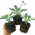 Hosta 'First Frost' — Plantain Lily, Hardy Perennial, 1L Pot (Set of 3 or 6)