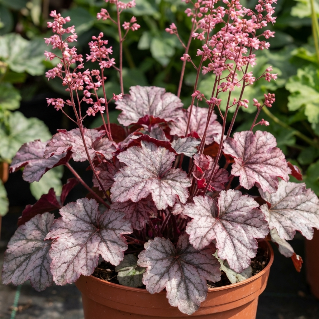 Heuchera ‘Pink Fizz’ — Hardy Evergreen Perennial, Bee-Friendly, 17cm Pot
