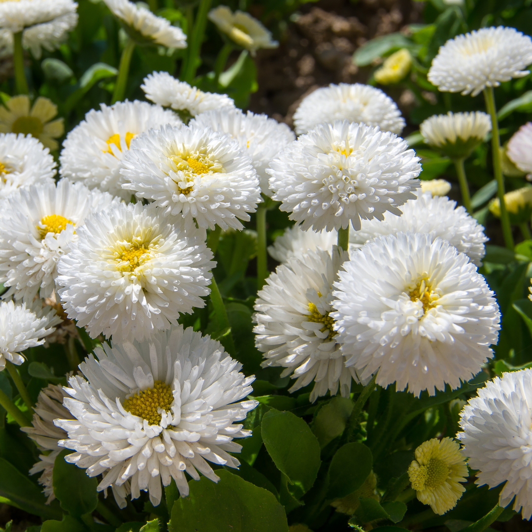 Bellis ‘White’ — Hardy Perennial, Bee-Friendly, 10.5cm Pot