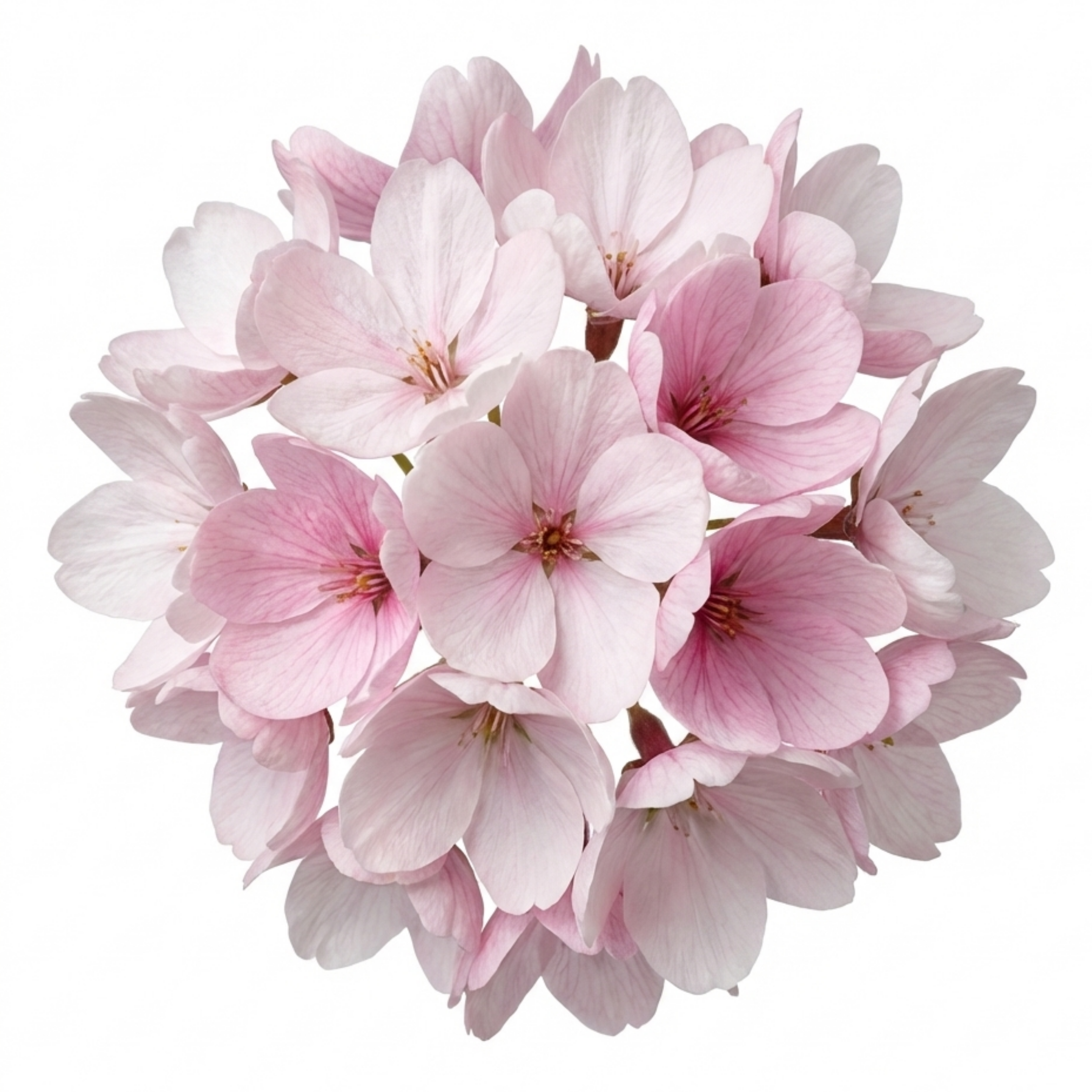 Saxifrage ‘Ice Colours Appleblossom’ — Hardy Evergreen Alpine Perennial, Bee-Friendly, 1L Pot (Set of 3 or 6)