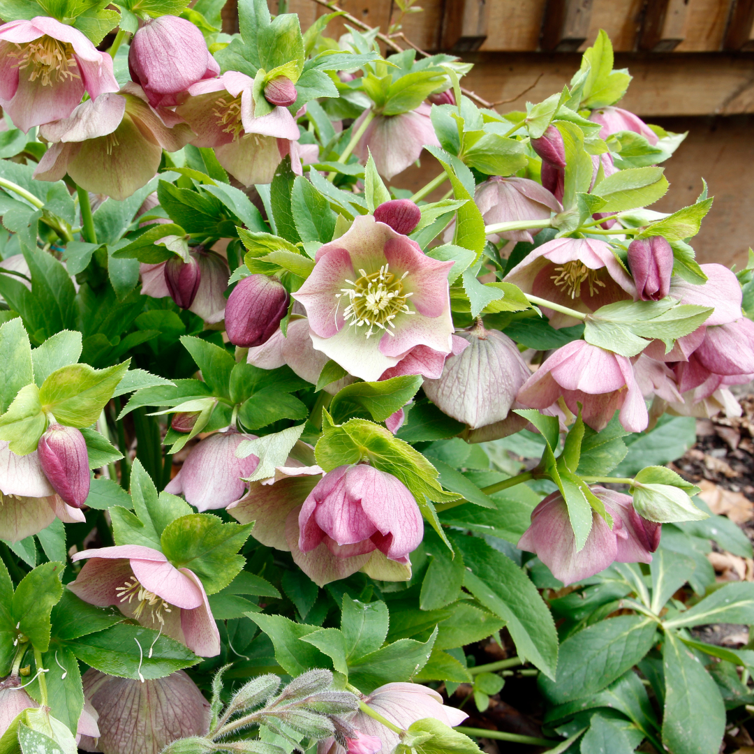 Hellebore ‘Pirouette’ — Hardy Perennial, Bee-Friendly, 2L Pot