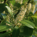 Prunus ‘Rotundifolia’ — Garden Tree, 2L Pot