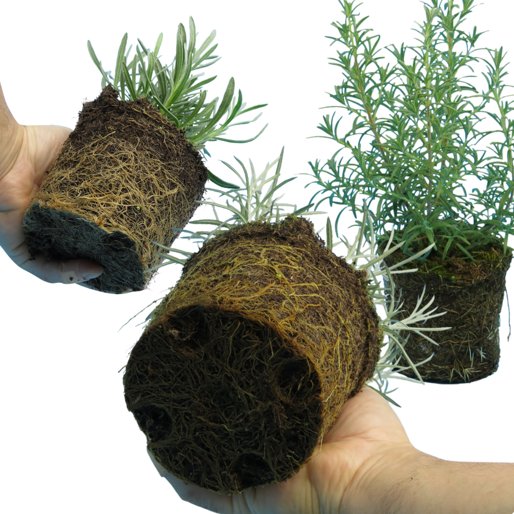 Aromatic Herb Collection — Curated 3-Plant Set (Lavender, Helichrysum, Rosemary), 13cm Pots