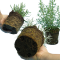 Aromatic Herb Collection — Curated 3-Plant Set (Lavender, Helichrysum, Rosemary), 13cm Pots