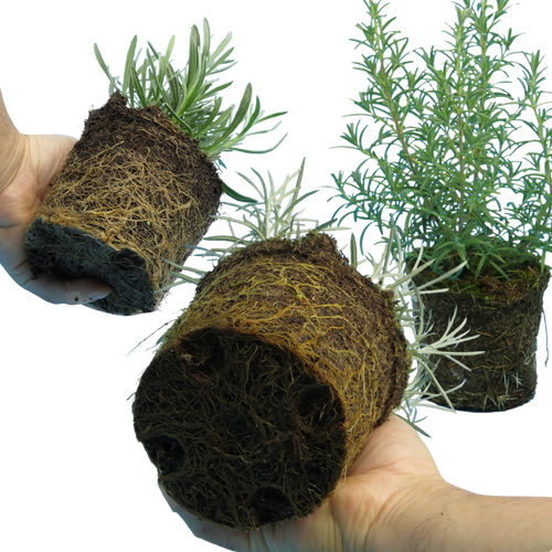 Aromatic Herb Collection — Curated 3-Plant Set (Lavender, Helichrysum, Rosemary), 13cm Pots