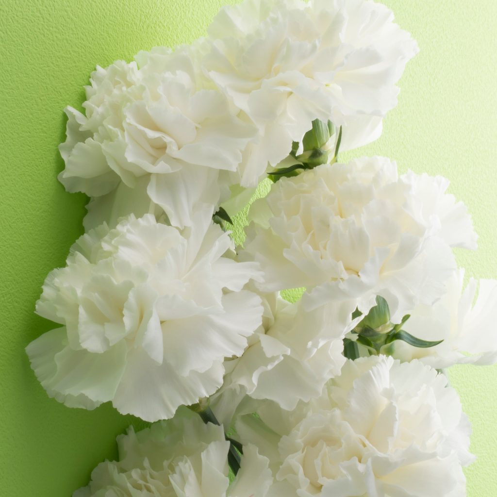 Carnation ‘White’ — Hardy Perennial, Bee-Friendly, 10.5cm Pot