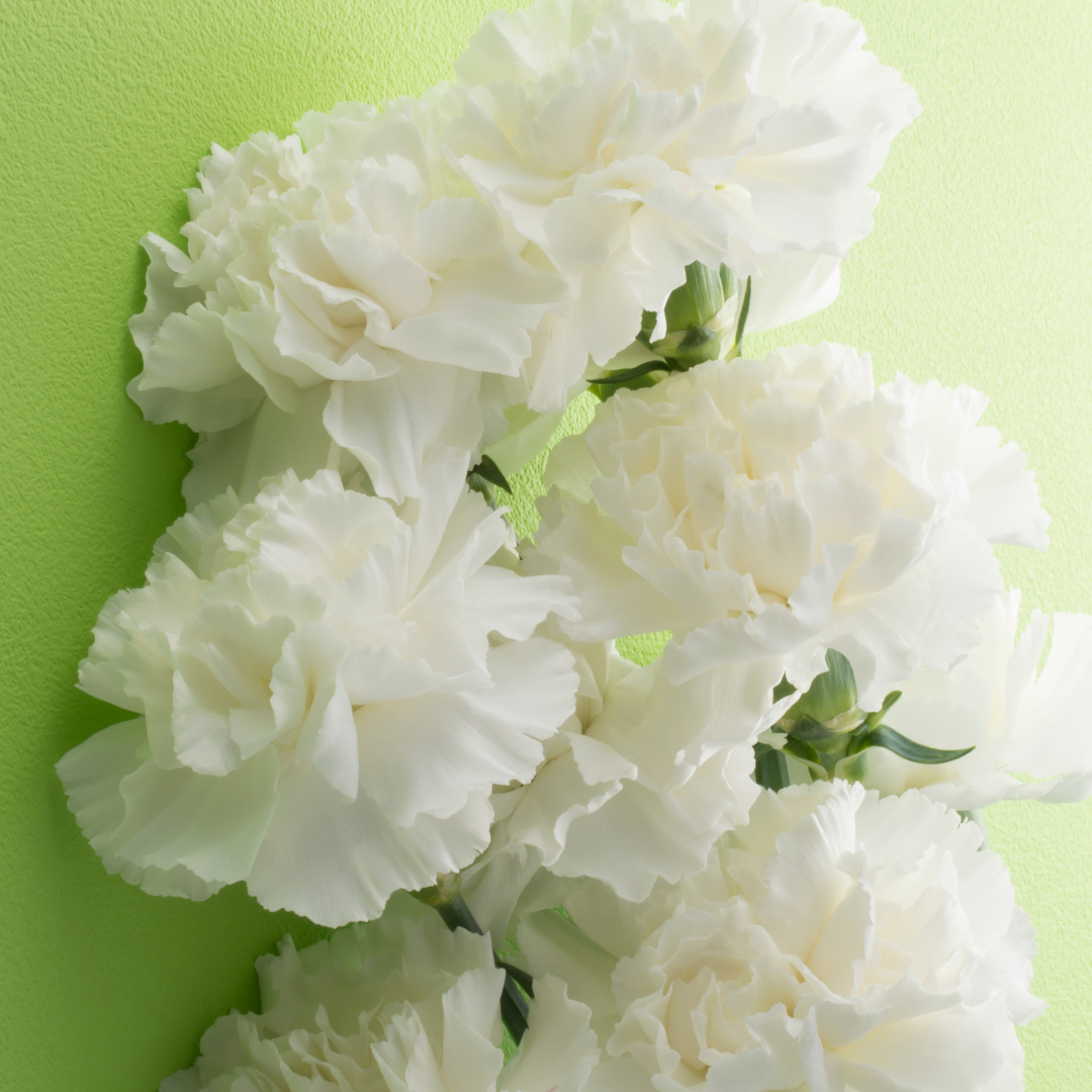 Carnation ‘White’ — Hardy Perennial, Bee-Friendly, 10.5cm Pot